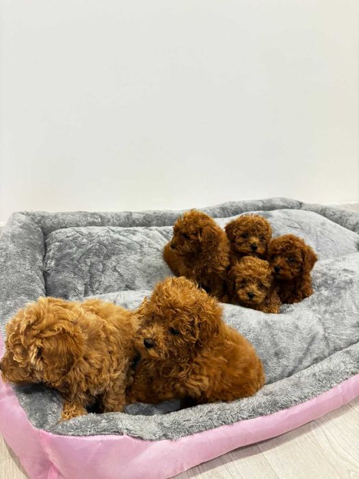 Пудел Мини / Mini poodle