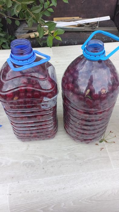 Вишня домашняя продается