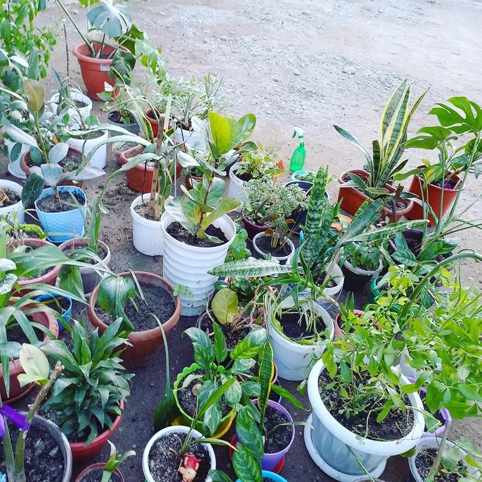 Продам цветы разные. Цена от 1500т