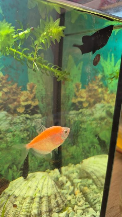 Продам рыбок 4 шт