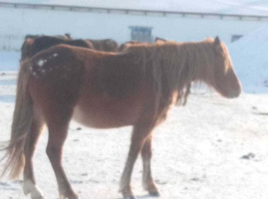 Продам согым, 5 лошадей