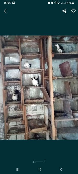 Vand porumbei voiajori de cursa,vineti si pe negru,etc