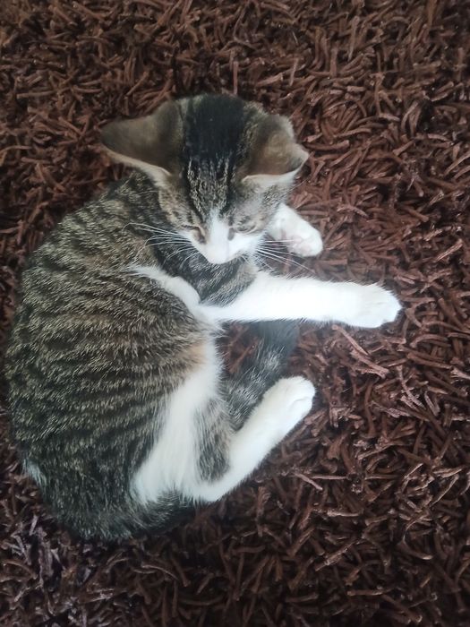 Подарявам 2 котенца