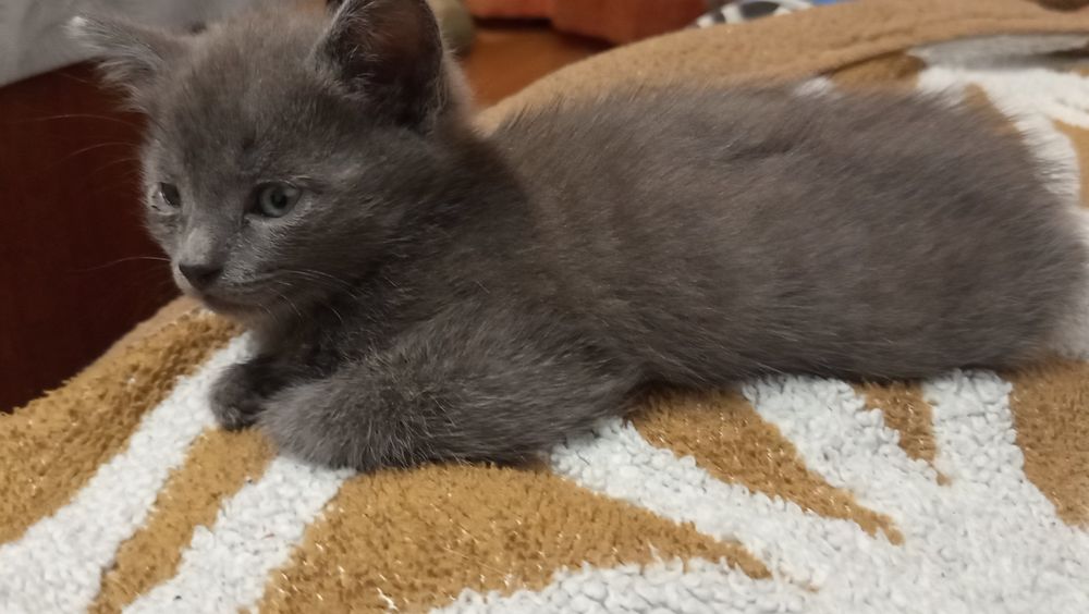 Котенок мальчик 2 месеца