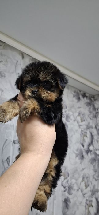 Щенок девочка йоркширского терьера