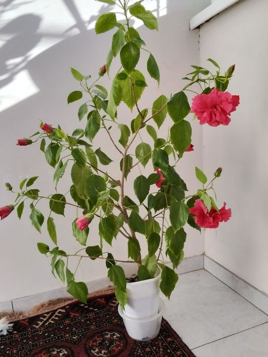 Гибискус немесе китайская роза