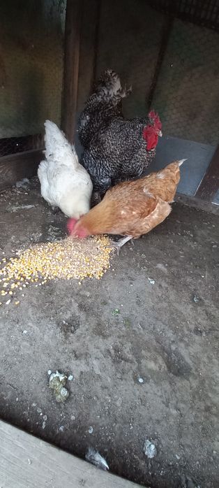 Vînd sau Schimb COCOȘ DE Rasă ȘI 2 Găini