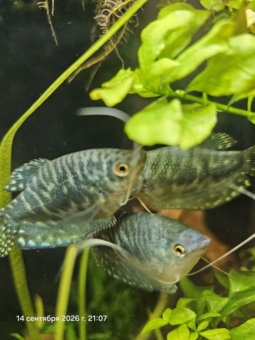 Продам Гурами мраморные  5шт.