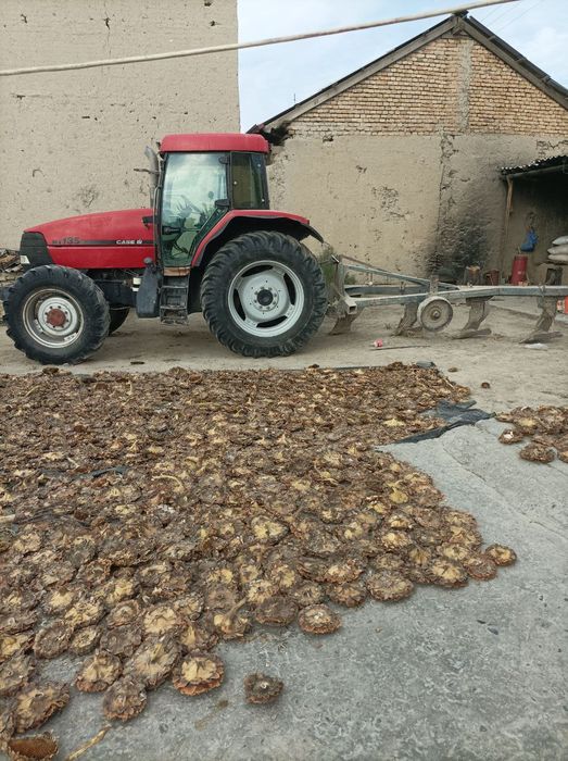 Emiks 135 afftamat luks kanisaner