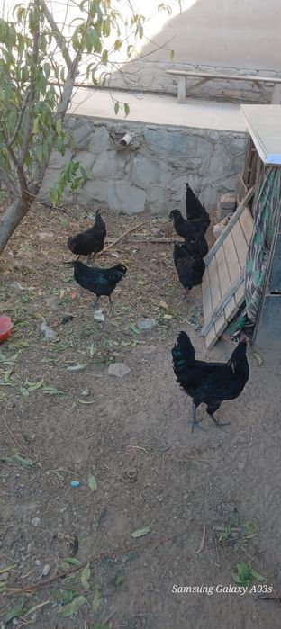 Uxeyl ( qora tovuq zoti ) tovuq va tuxumlari sotiladi