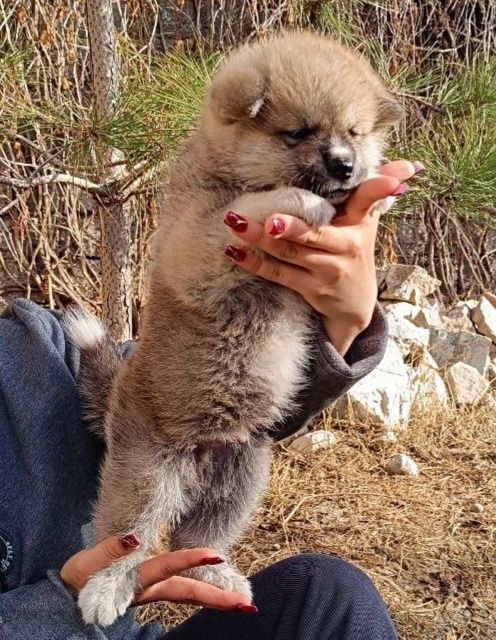 Алименты щенок японской акита