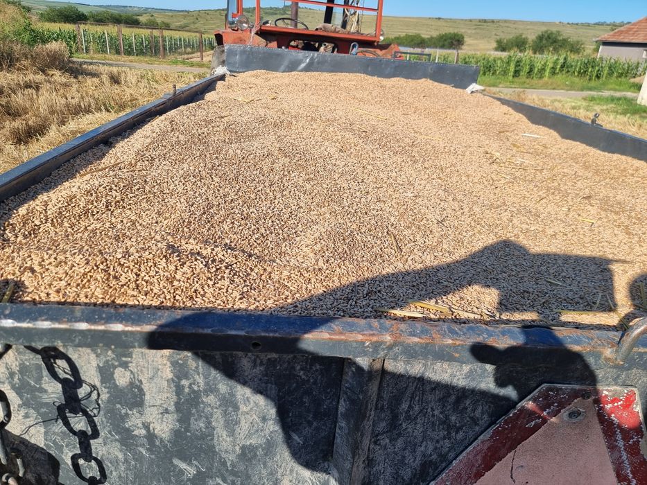 Vand triticale si orz de toamna