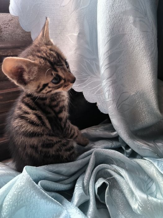 Котята бесплатно