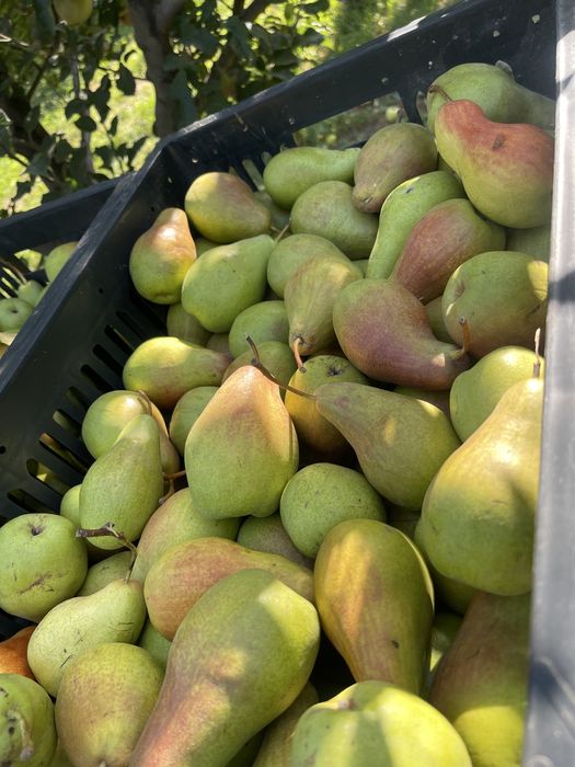 Продам Груши талгарка