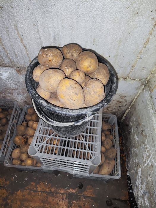 Продается домашний картофель