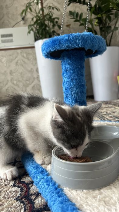 Котята, (скоттиш фолд), ( мальчик), 900.000