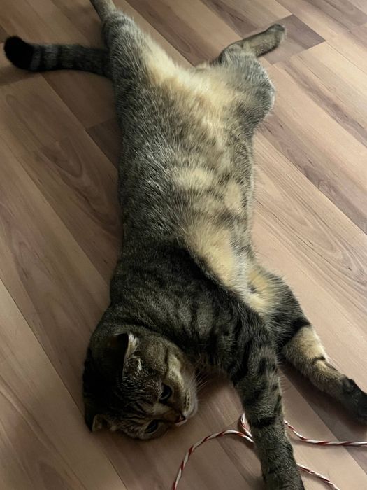 Шотландский вислоух кошка