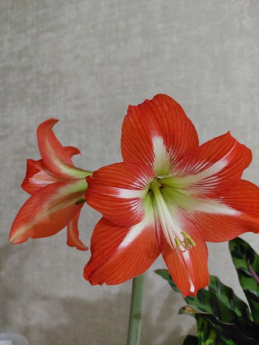 Комнатные растения, разные