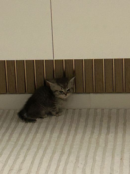 Котенок продам шотландский 2 месяца