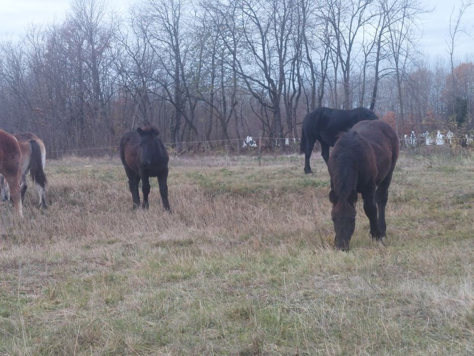 Se vand manji negri de 6 luni