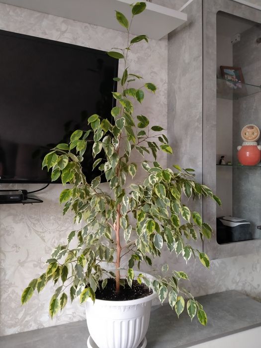Фикус Бенджамина