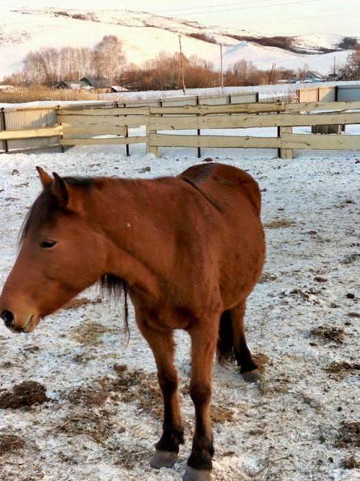 Лошади с откорма