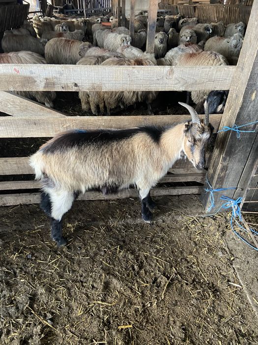 Vând capre tinere bune de lapte