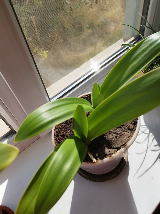 Продам два комнатных цветка