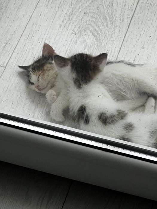 Котята ищут дом, девочки