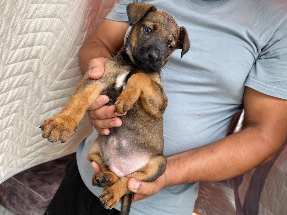 Belgian Malinois 1 oy 15 kunlik