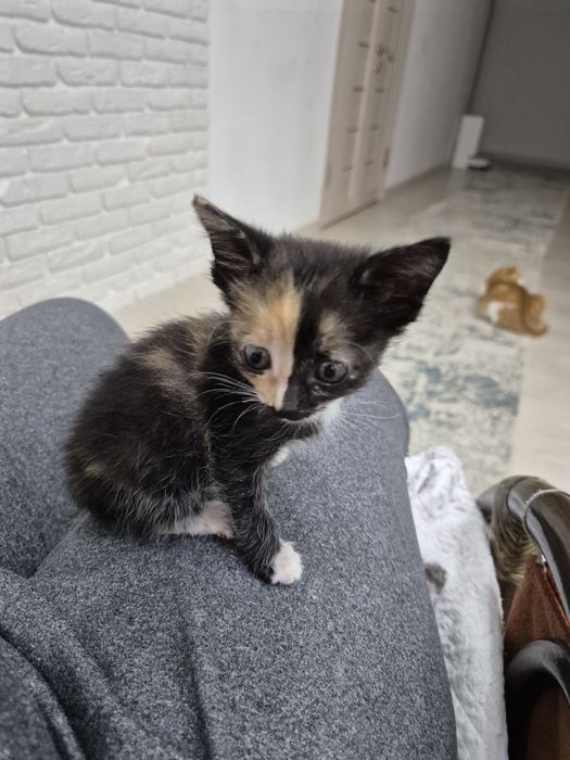 Котенок-девочка в добрые руки