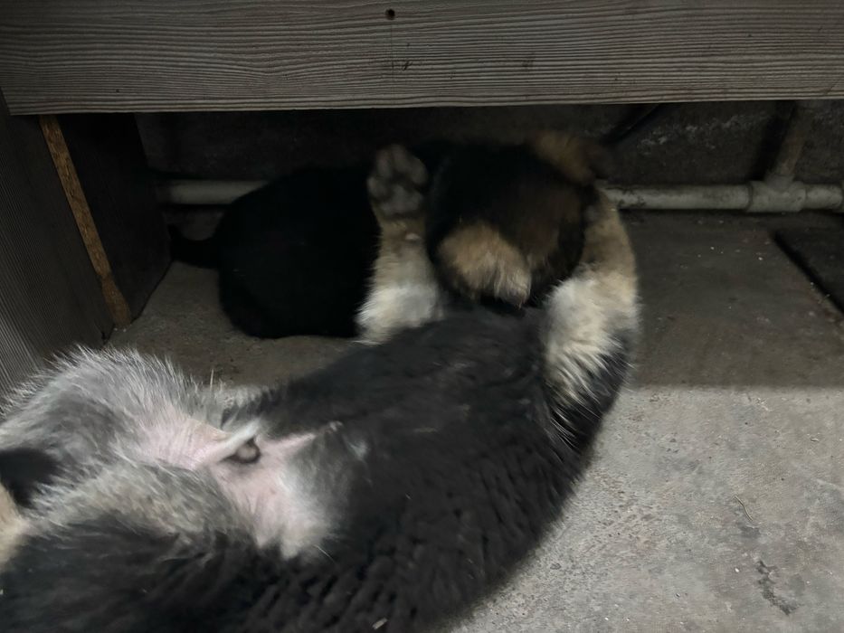 Немецкая  овчарка