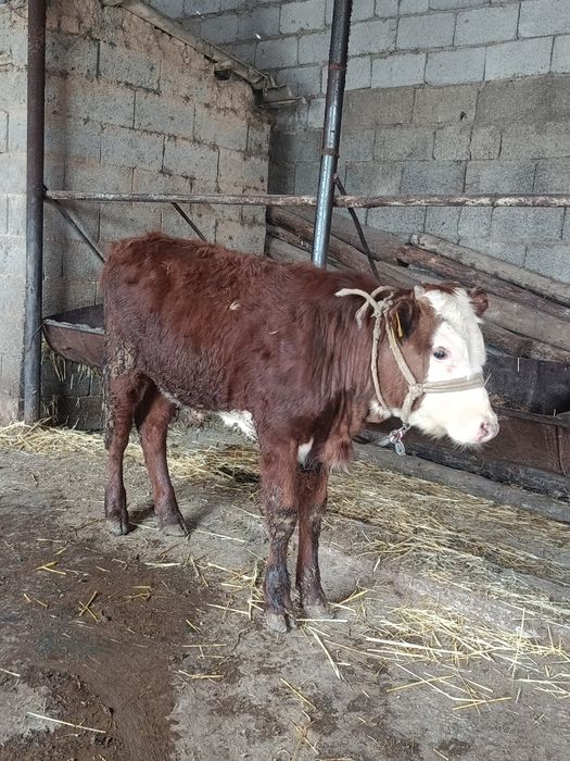 Бузау сатылады аа