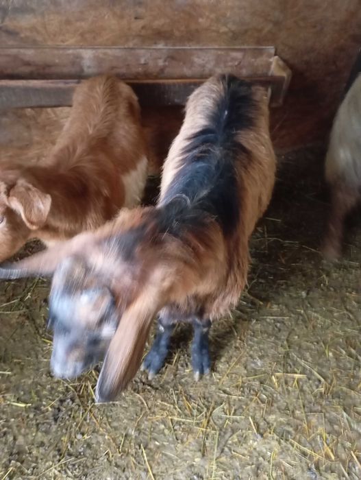 Vând țap alpin francez