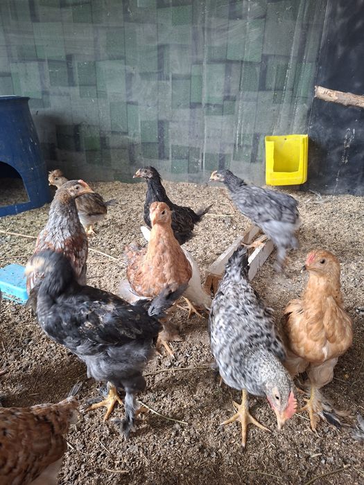 Продам кур ,цыплят