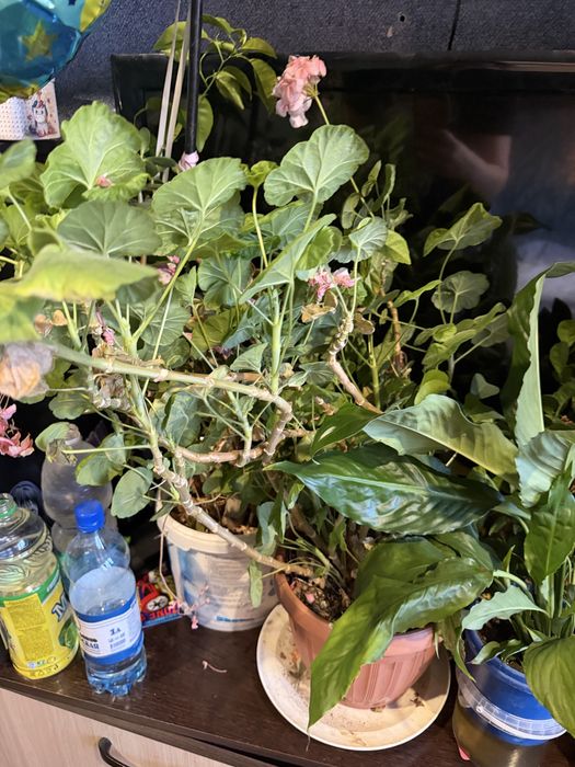 Отдам цветы домашние , комнатные растения бесплатно.