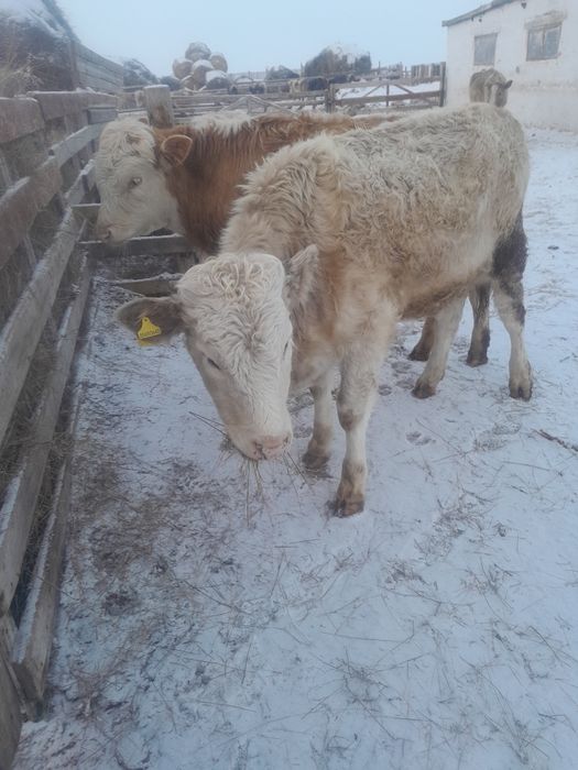 Подсосная тёлка.