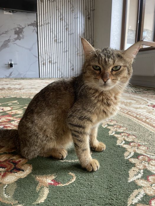 Продается кошки хорошие