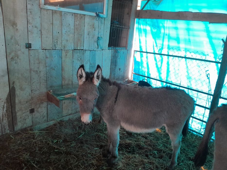 Vând magarita tânără