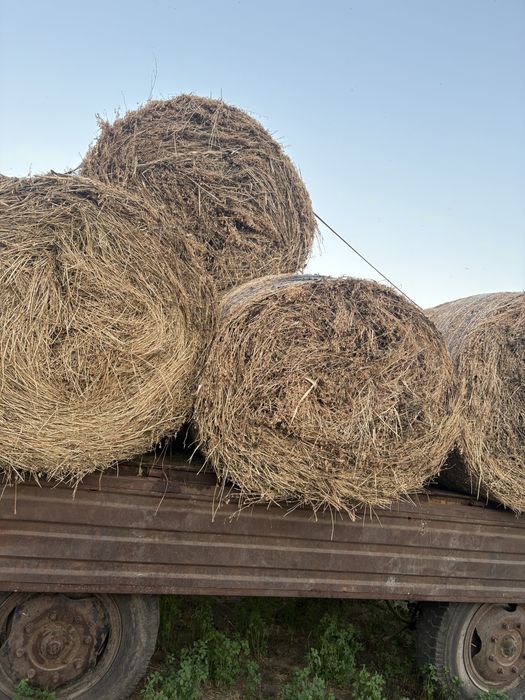 Vand balotii lucernă!!!