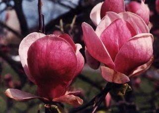 Магнолия Леней  (НОВО!) 100/120см