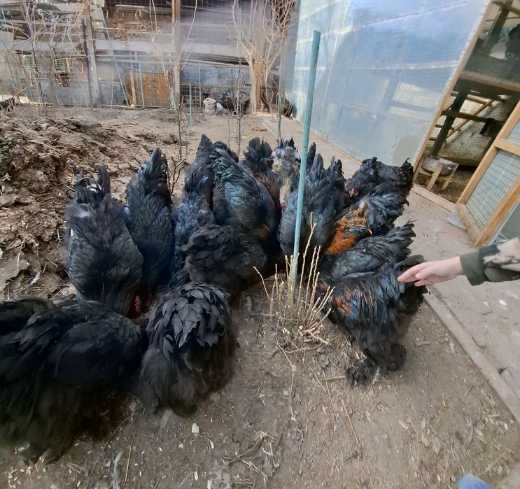 Брамы Чёрные Петрушки