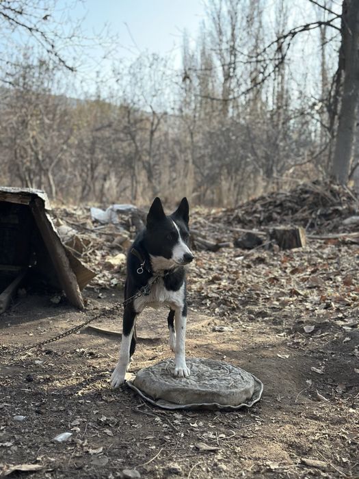 Сатылады еркек 11айлық