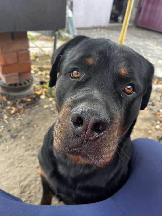 Ищем девочку ротвейлера для вязки