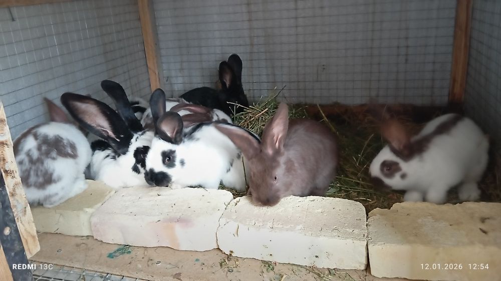 Sotiladi quyonlar sitrakachlar