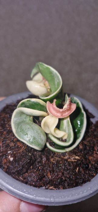 Фикус и другие цветы