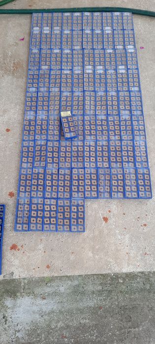 Placute vidia strung