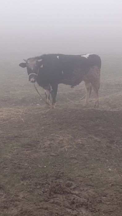 Бука 1.6жасар сатылады