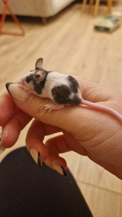 Мини мишка Панда