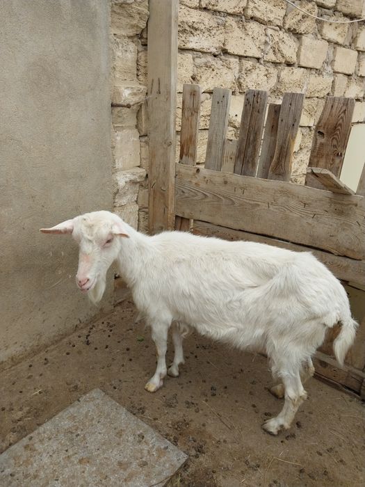 Сүтті ешкі  сатылады